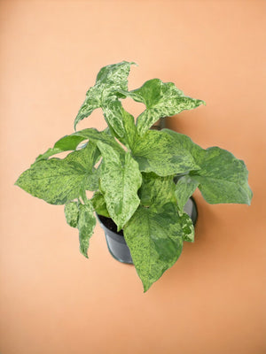 Syngonium plettet