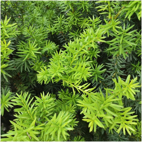 Livraison plante Taxus media Farmen - Lot de 6