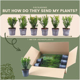 Livraison plante Taxus media Farmen - Lot de 6