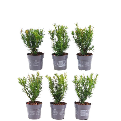 Livraison plante Taxus media Farmen - Lot de 6