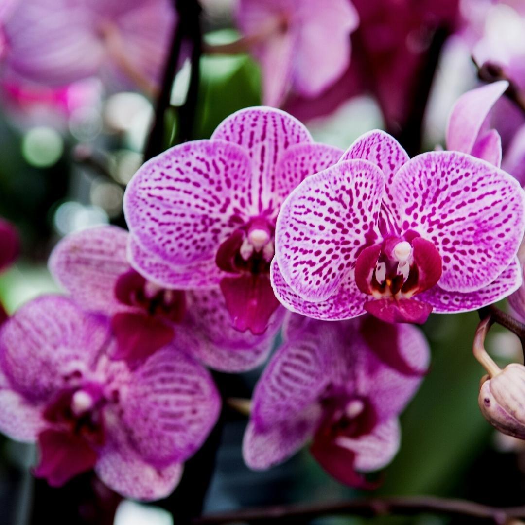 Livraison plante Terreau pour orchidées - 5L