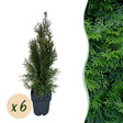 Livraison plante Thuja occidentalis Smaragd – Lot de 6 – Hauteur 60 cm