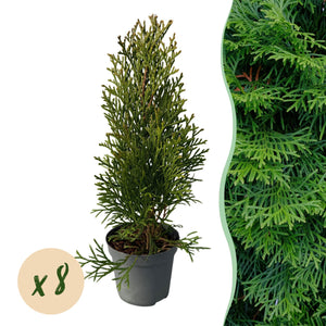 Livraison plante Thuja occidentalis Smaragd - Lot de 8 - Hauteur 30 - 35 cm