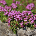 Krybende Timian (Thymus praecox) 'Coccineus'