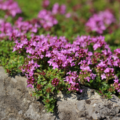 Krybende Timian (Thymus praecox) 'Coccineus'