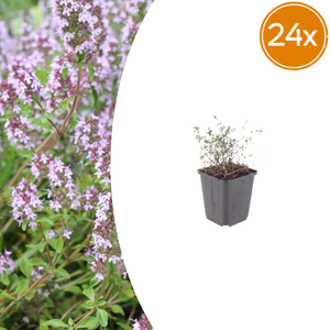 Livraison plante Thyms vulgaris