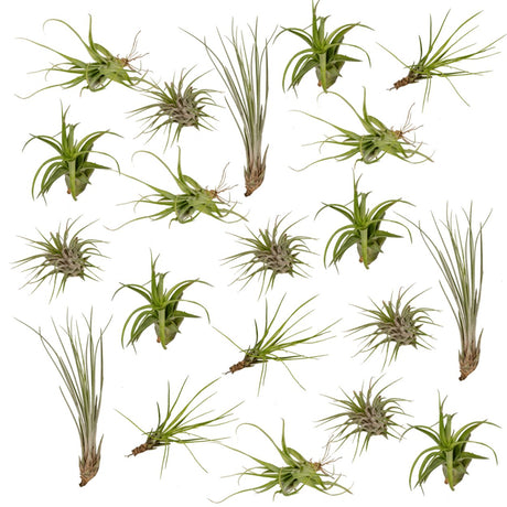 Livraison plante Tillandsia - Lot de 20 plantes - Coffret cadeau