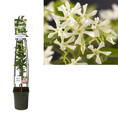 Livraison plante Trachelospermum Jasminoides h115cm