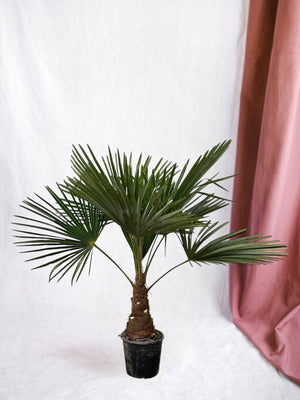 Trachycarpus