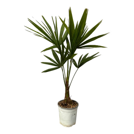 Livraison plante Trachycarpus Fortuneii