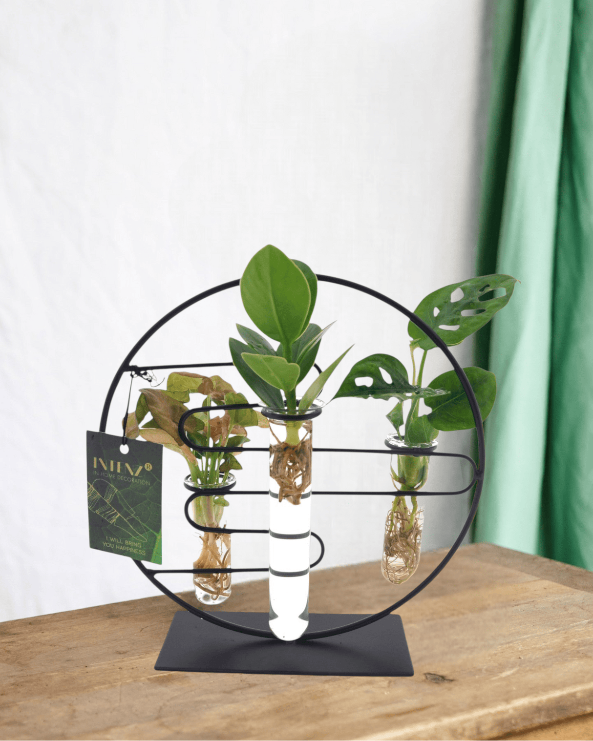 Livraison plante Trio de boutures en hydroculture sur socle design