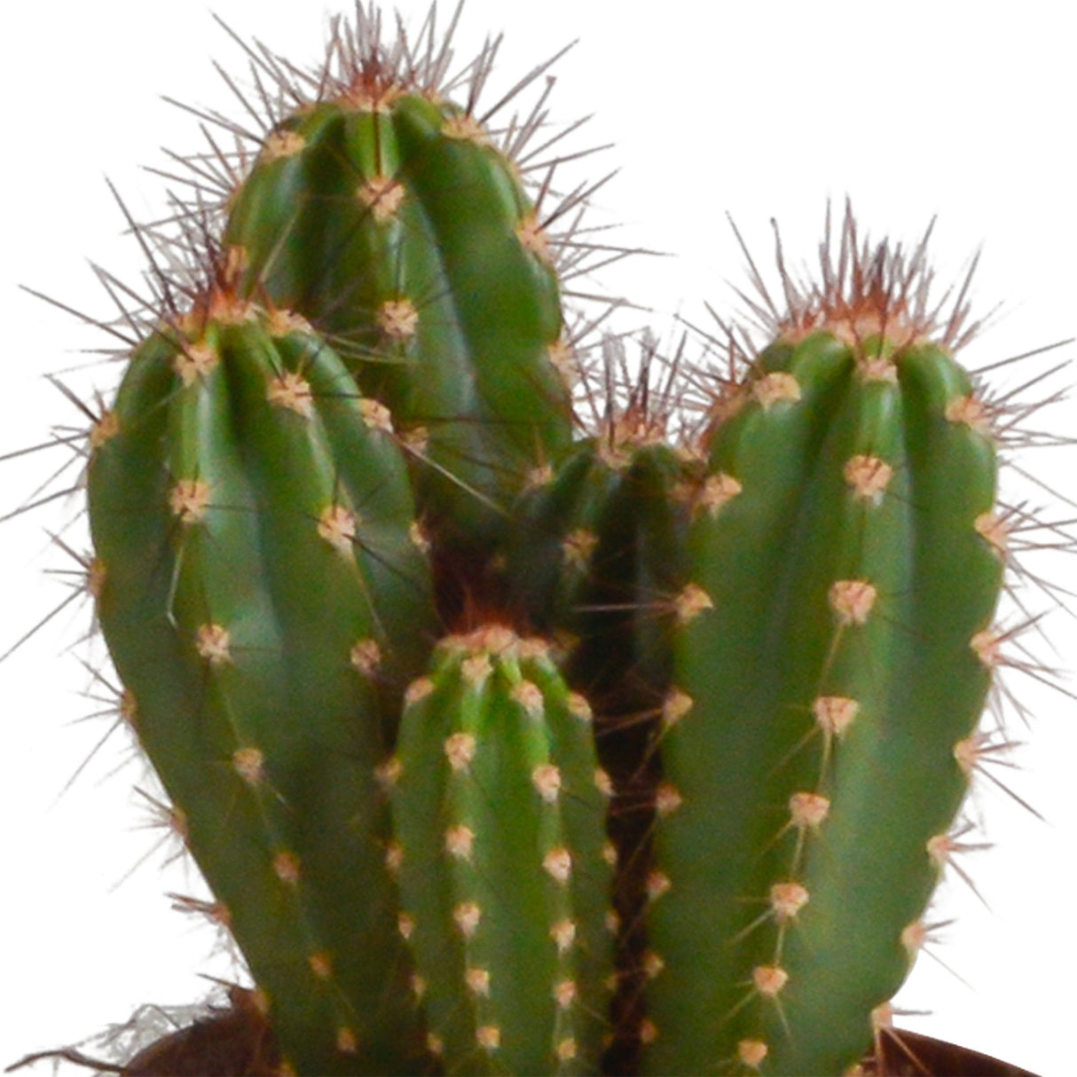 Livraison plante Trio de Cactus et leurs caches - pots h23cm