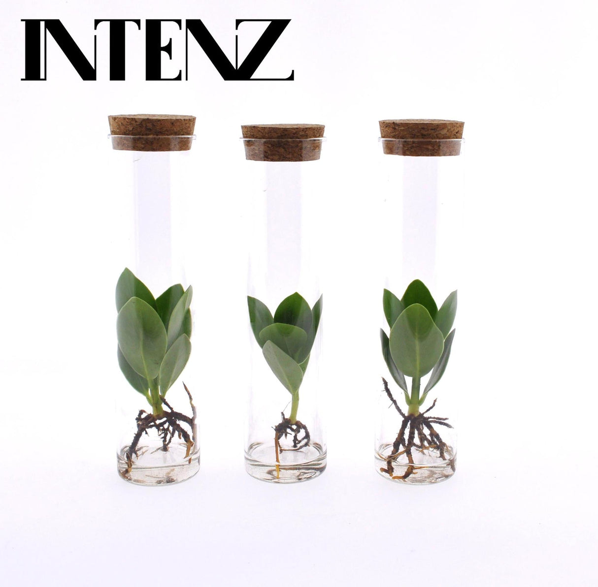 Livraison plante Trio de clusia en tube