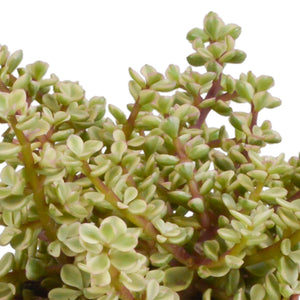 Livraison plante Trio de Crassula et leurs caches - pots h21cm