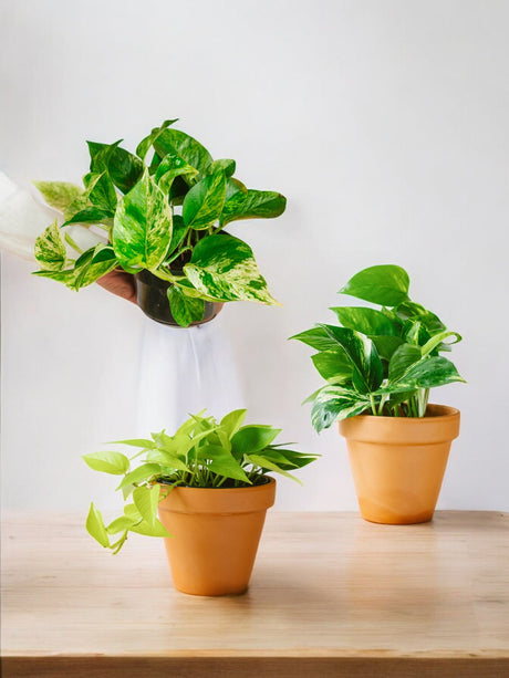 Livraison plante Trio de plantes tombantes - Pothos lovers