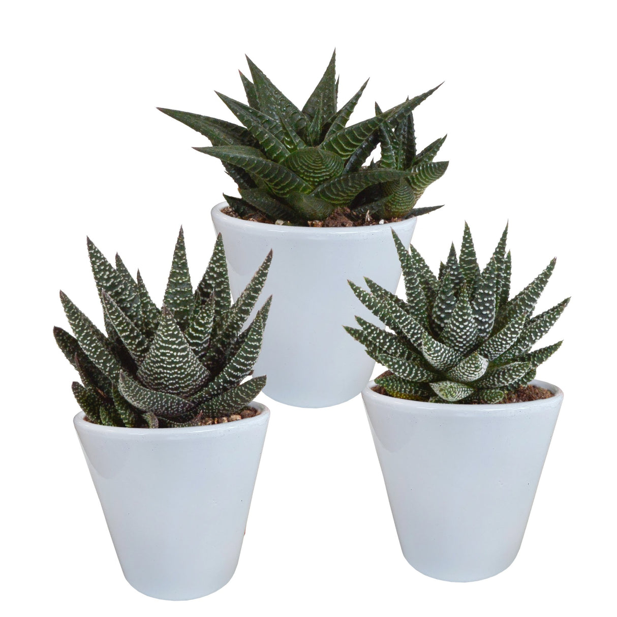 Livraison plante Trio de Succulentes et leurs caches - pots blancs h18cm