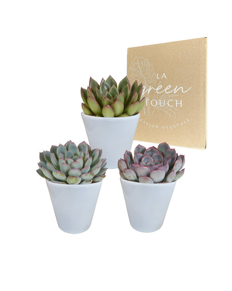 Livraison plante Trio d'Echeveria et leurs caches - pots blancs h15cm