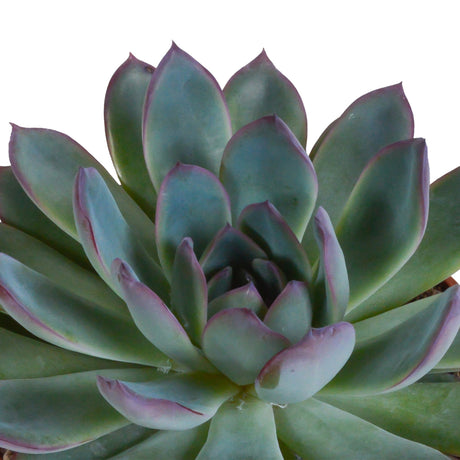 Livraison plante Trio d'Echeveria et leurs caches - pots h15cm