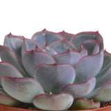 Livraison plante Trio d'Echeveria et leurs caches - pots terracotta h15cm