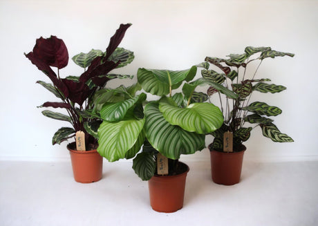 Livraison plante Trio grandes calathea - Ø21cm - ↕55cm