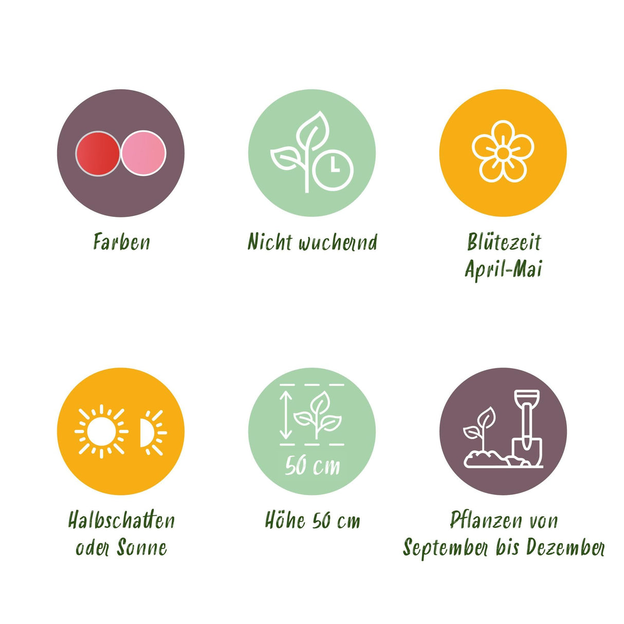 Livraison plante Tulipe Pink - Red – Lot de 40