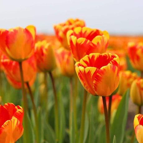 Livraison plante Tulipes Hollandaises - Mélange de Tulipes - 90 Bulbes