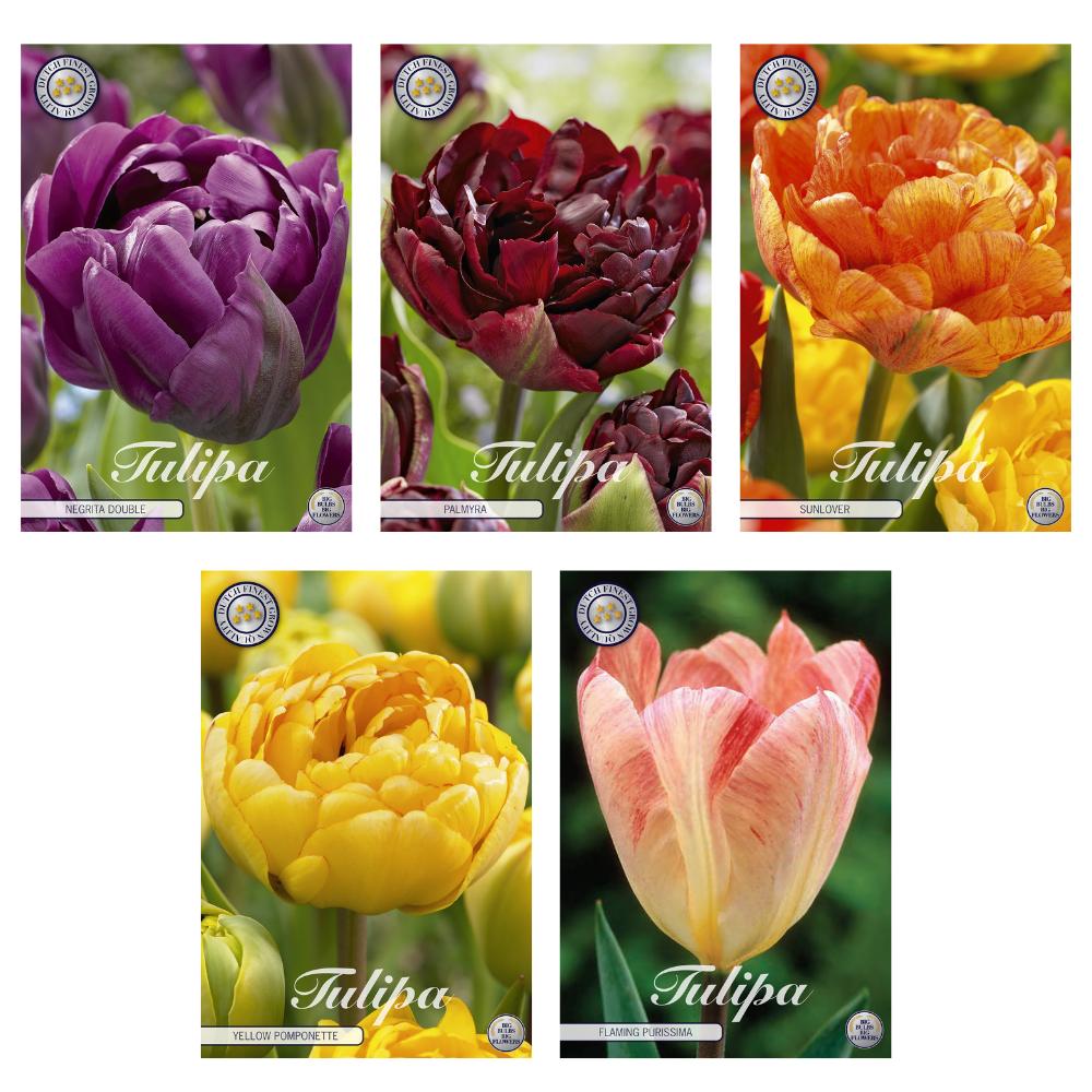 Livraison plante Tulipes - Mélange Double Tardif - 38 Bulbes