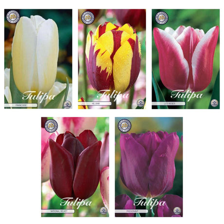 Livraison plante Tulipes - Mix Triumph - 44 bulbes