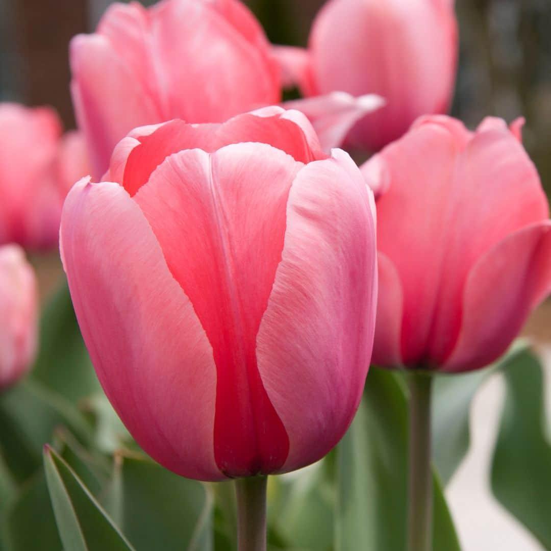 Livraison plante Tulipes Néerlandaises - 40 Bulbes - Boîte Moyenne