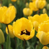 Livraison plante Tulipes Yellow Splash - 30 bulbes 12+