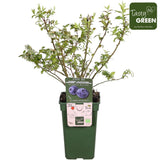 Livraison plante Vaccinium corymbosum 'Brigitta Blue'