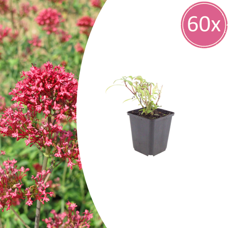 Livraison plante Valeriane rouge