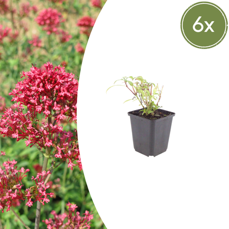 Livraison plante Valeriane rouge