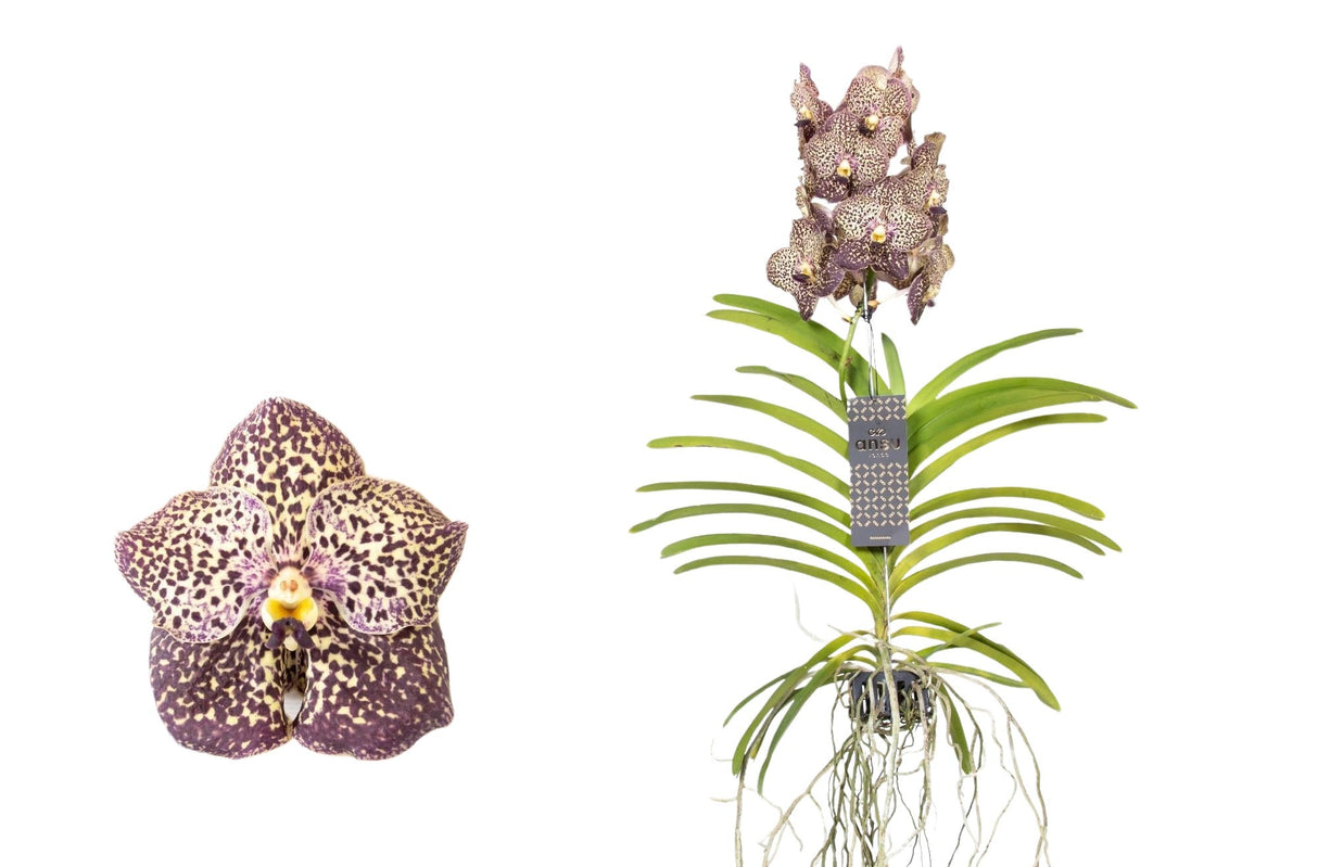 Livraison plante Vanda Ocelot Mocha