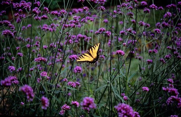 Livraison plante Verbena Bonariensis