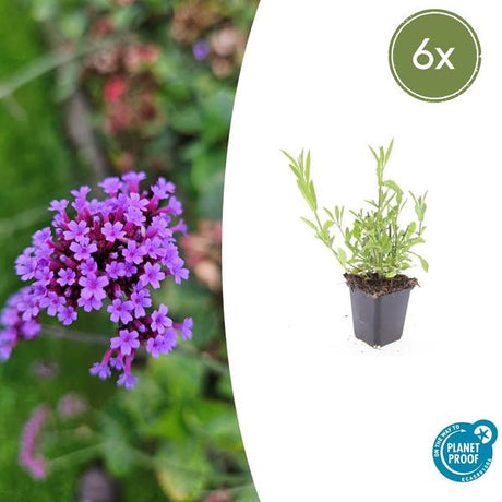 Livraison plante Verveine de Buenos Aires