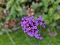 Vervain fra Buenos Aires (Verbena Bonariensis) 'Lollipop'