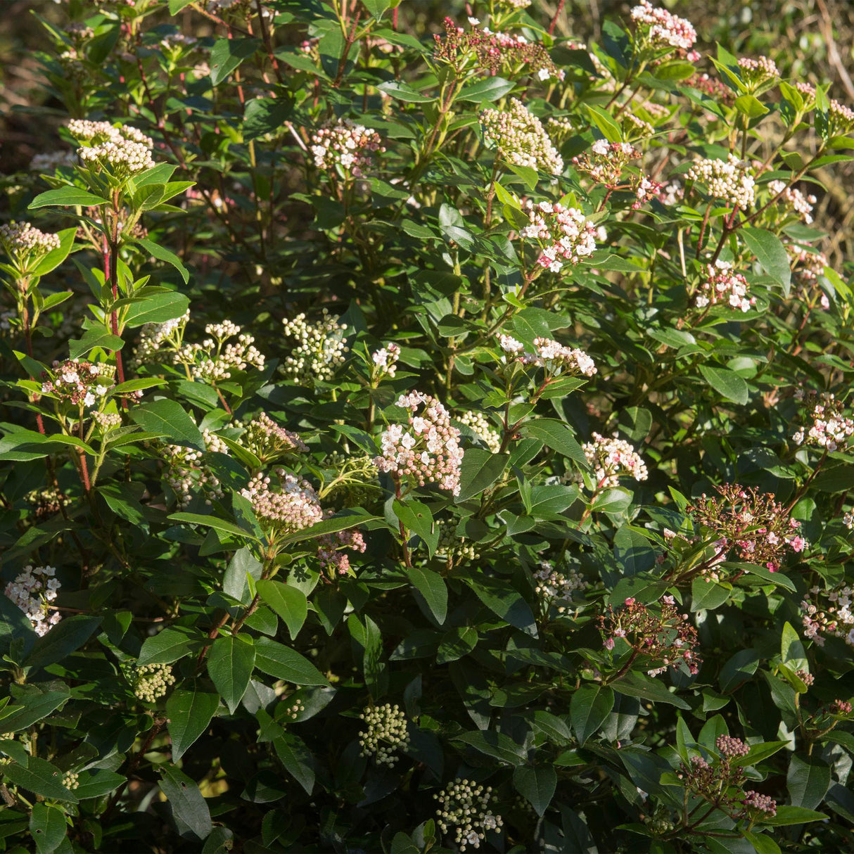 Livraison plante Viburnum tinus Eve Price – Pot 19 cm – Hauteur 90 cm