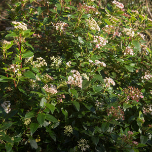 Livraison plante Viburnum tinus Eve Price – Pot 19 cm – Hauteur 90 cm