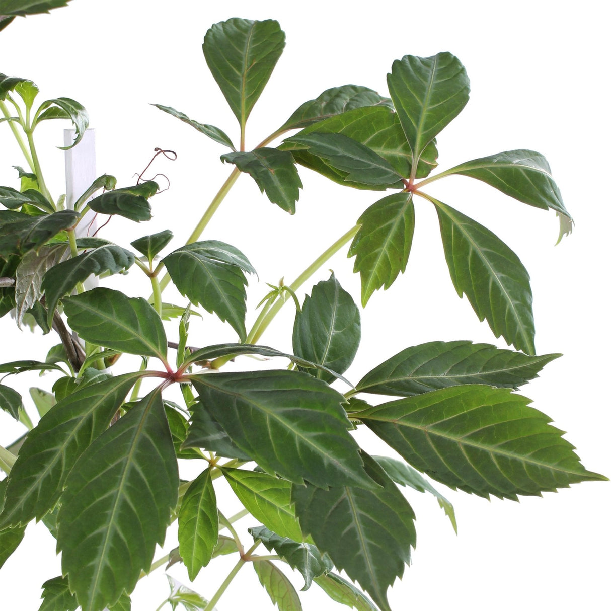 Livraison plante Vigne vierge - Parthénossus Henryana - ↨65cm - Ø15 - plante d'extérieur grimpante