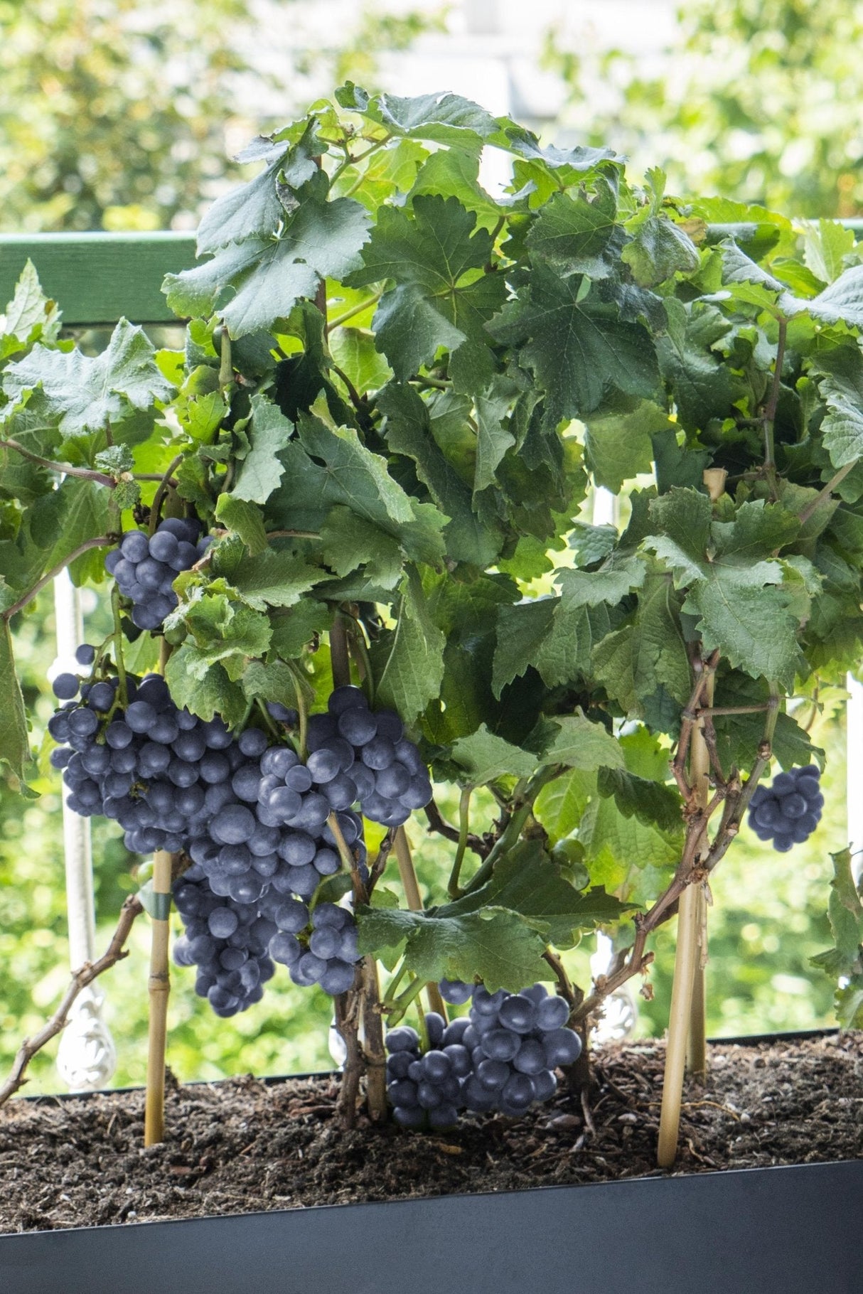 Livraison plante Vigne'Pinot Noir' - ↨65cm - Ø19 - arbuste fruitier
