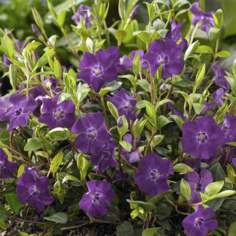 Livraison plante Vinca minor 'Atropurpurea' - h25cm d9cm