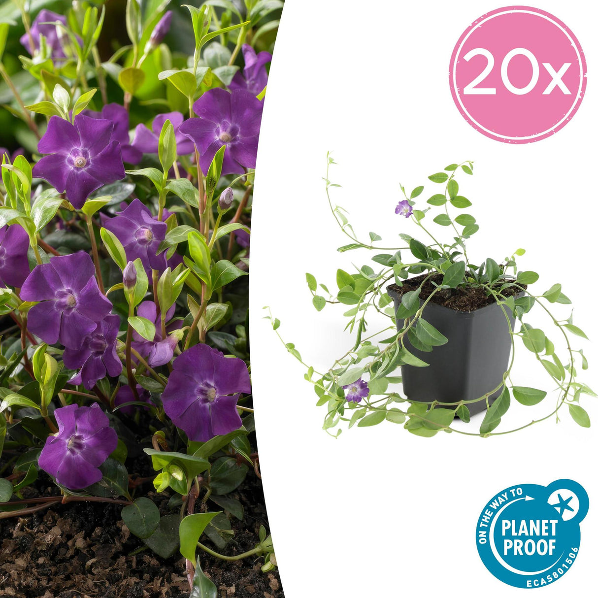 Livraison plante Vinca minor 'Atropurpurea' - h25cm d9cm