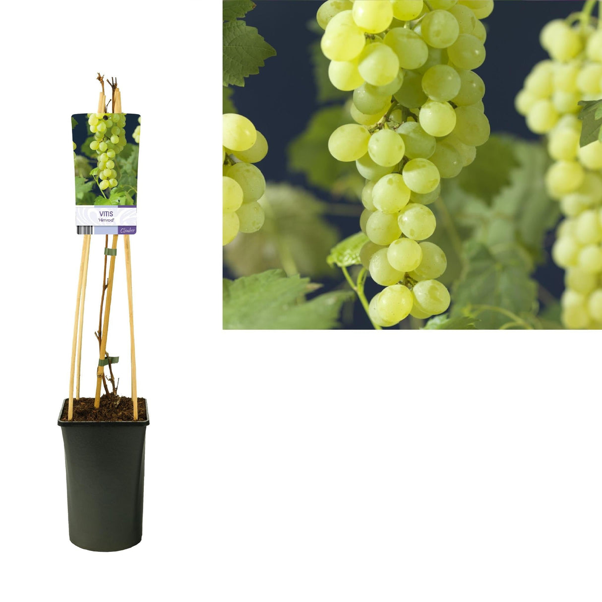 Livraison plante Vitis 'Himrod' +light Label - Ø17cm - ↕75cm