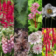 Livraison plante Vivaces d'ombre Mix – Lot de 8 – Pot 11 cm