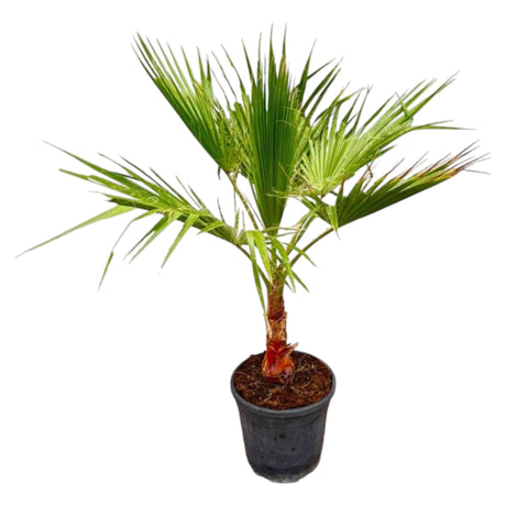 Livraison plante Washingtonia Palmier