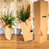 Livraison plante Yucca