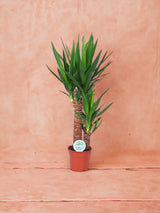 Livraison plante Yucca