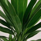 Livraison plante Yucca elephantipes d17cm h75cm
