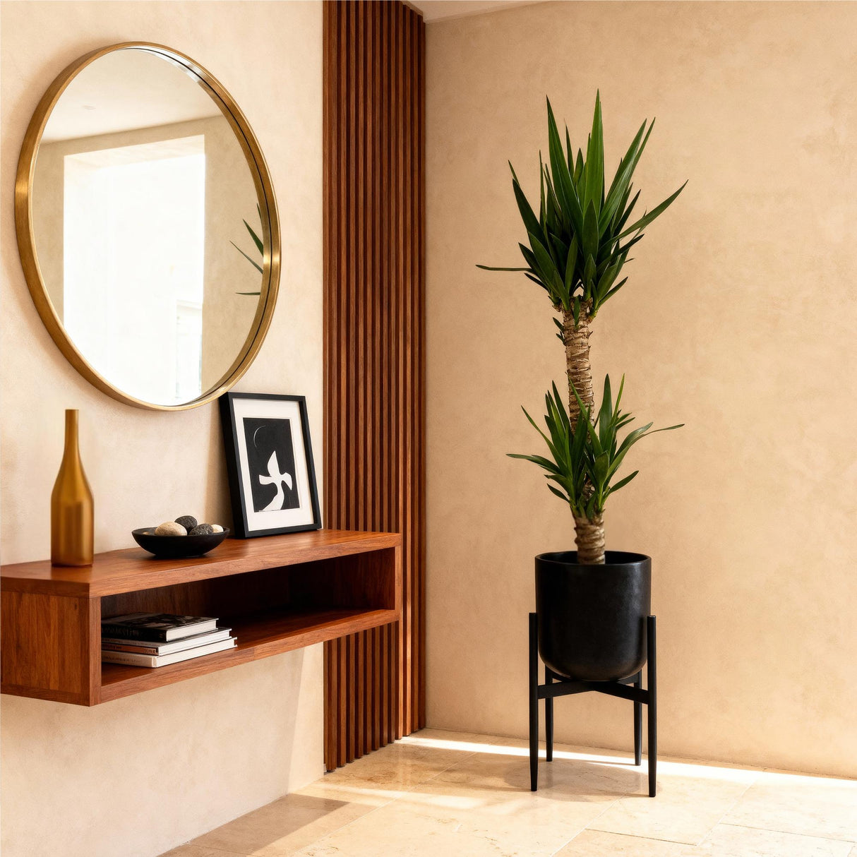 Livraison plante Yucca elephantipes d19 cm H120 cm